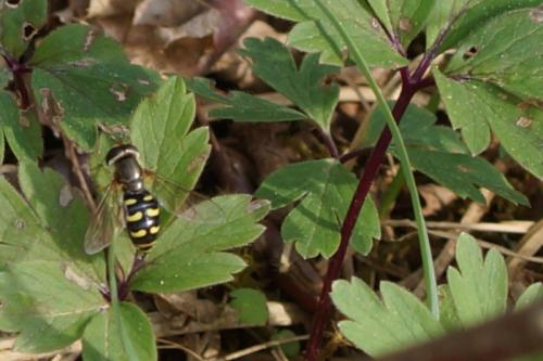 Eupeodes sp.